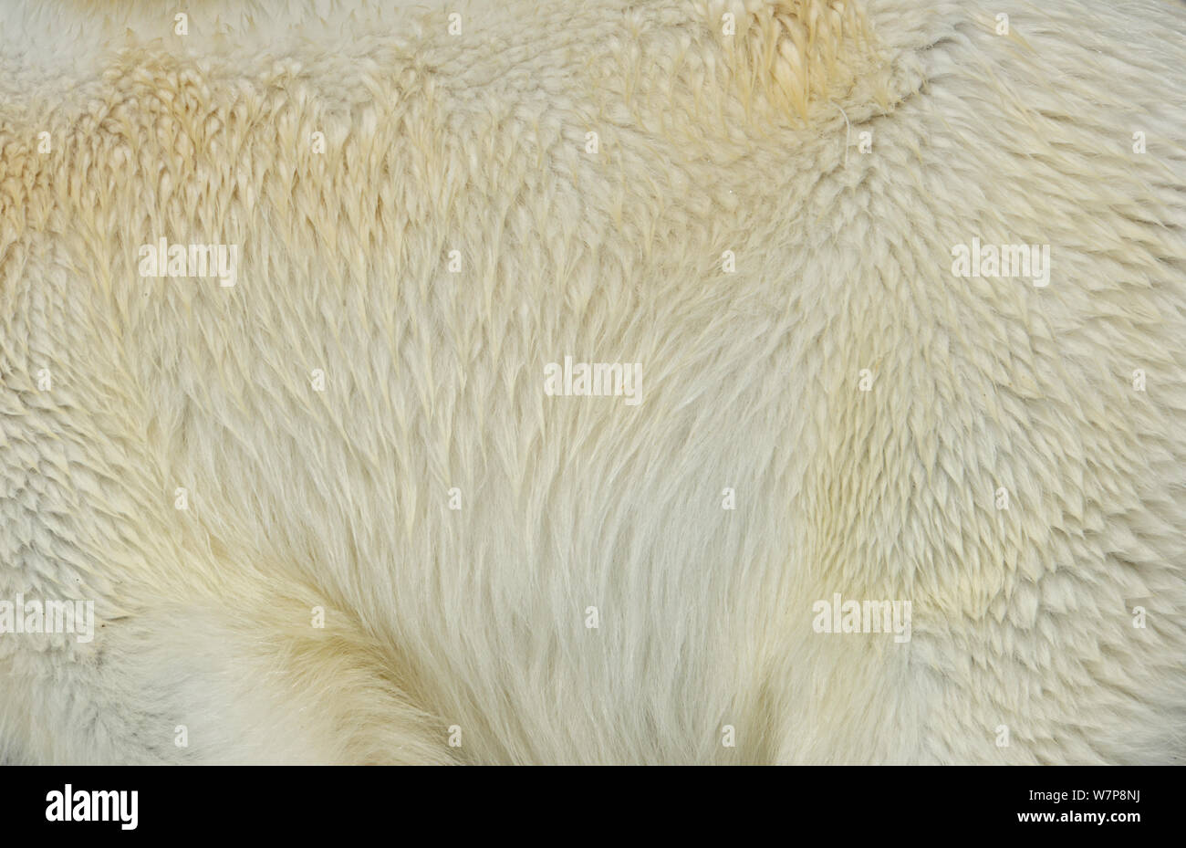 Orso polare (Ursus maritimus) dettagli di pelliccia, Svalbard, Norvegia Foto Stock