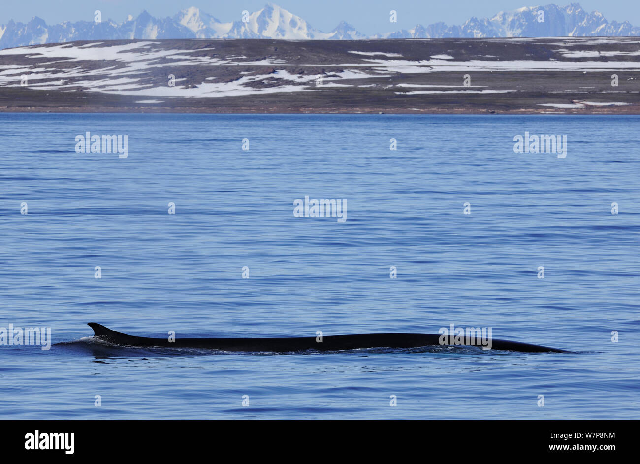 La balenottera (Balaenoptera physalus) in corrispondenza della superficie, Svalbard, Norvegia, Luglio Foto Stock