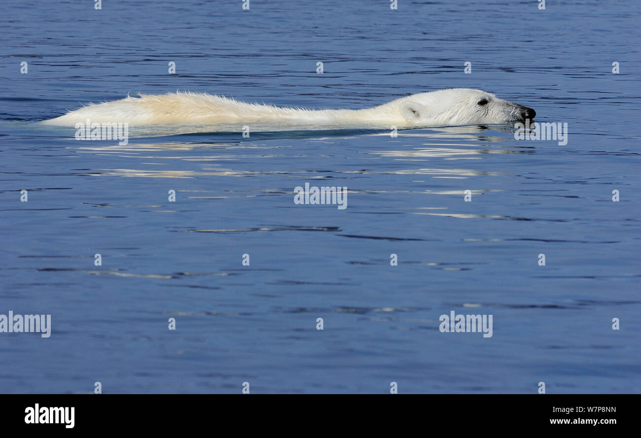 Orso polare (Ursus maritimus) profilo di nuoto, Svalbard, Norvegia Foto Stock