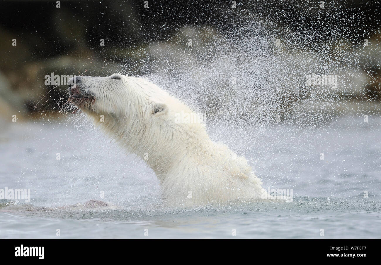 Orso polare (Ursus maritimus) agitando l'acqua in superficie, Svalbard, Norvegia Foto Stock