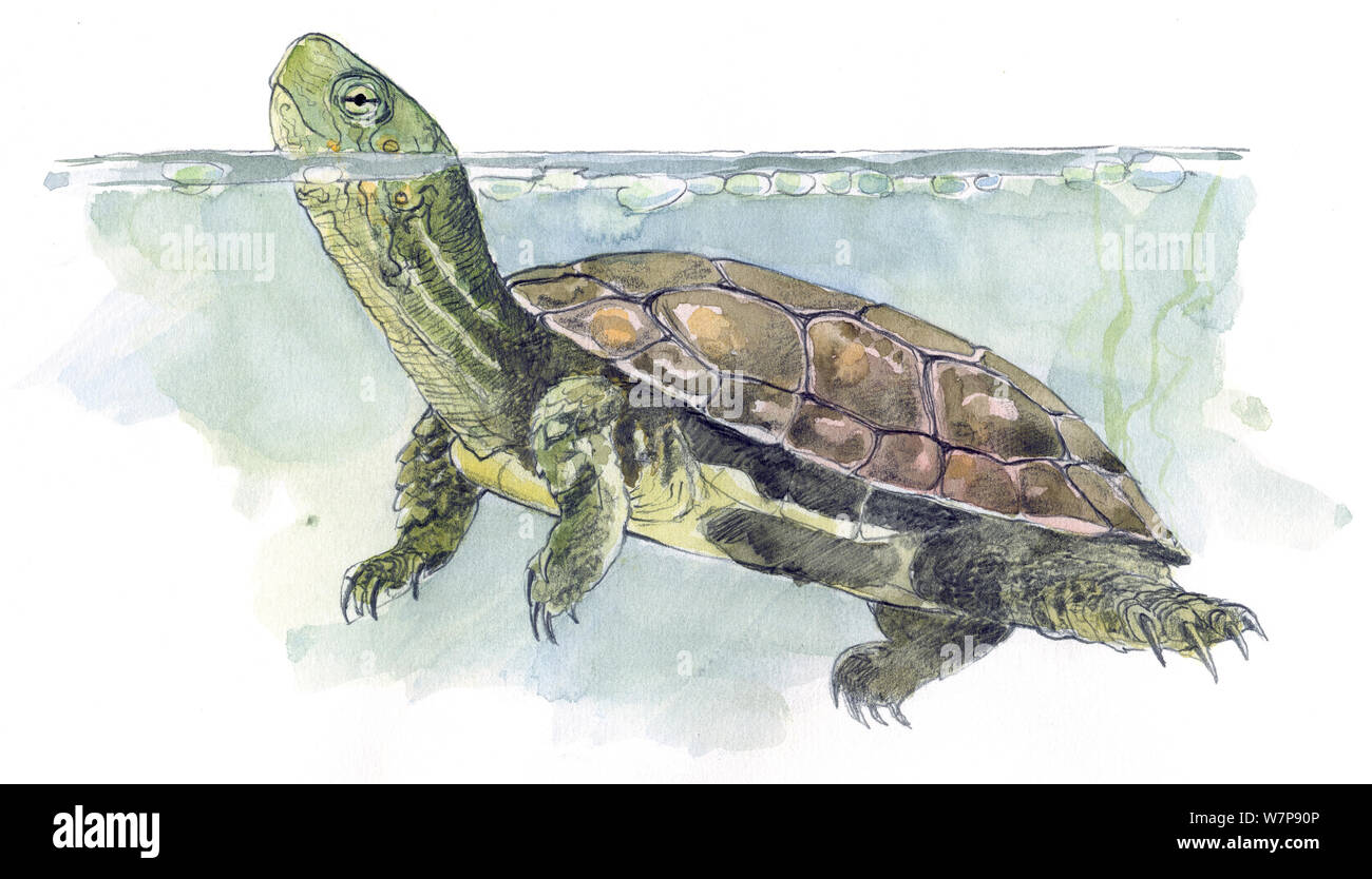 Illustrazione della tartaruga mediterranea (Mauremys leprosa) nativi per i paesi del Mediterraneo e dal Nord Africa occidentale di Iberia, matita e acquarello dipinto. Foto Stock