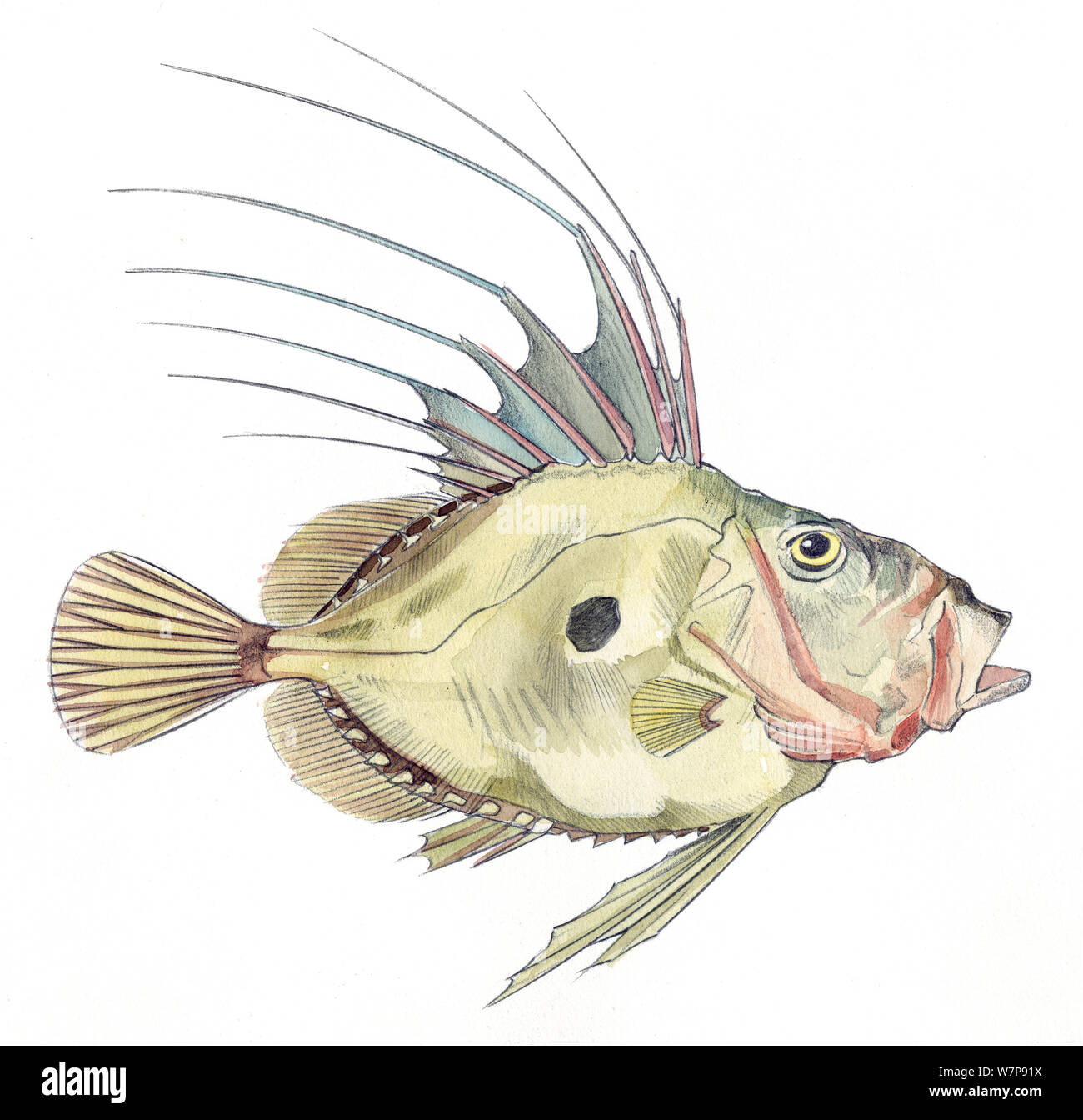 Illustrazione di John Dory (Zeus faber). Matita e acquarello dipinto. Foto Stock