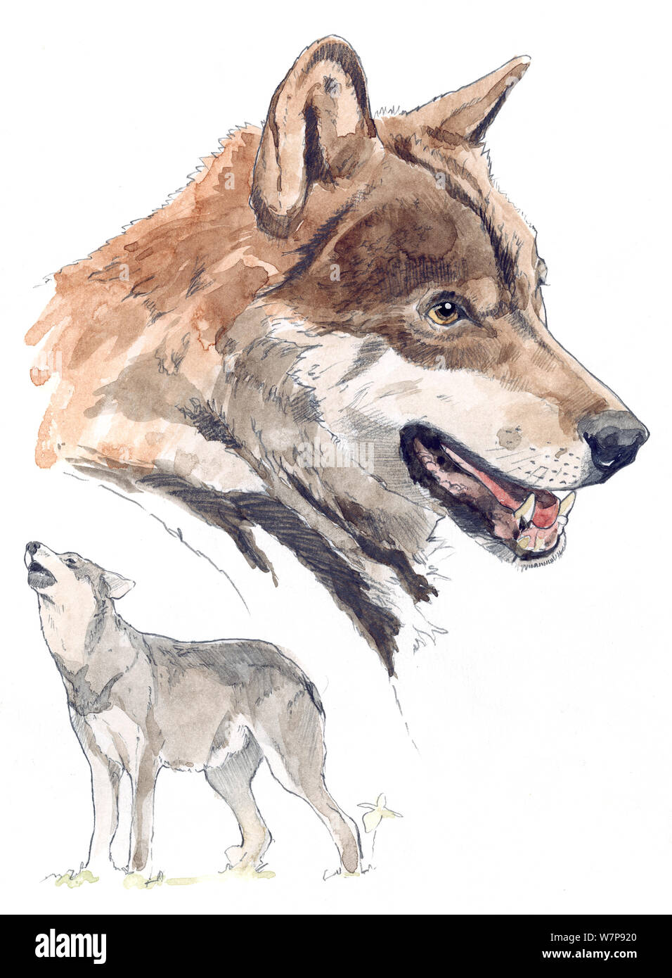 Illustrazione del lupo iberico (Canis lupus signatus). Vicino minacciati. Matita e acquarello dipinto. Foto Stock