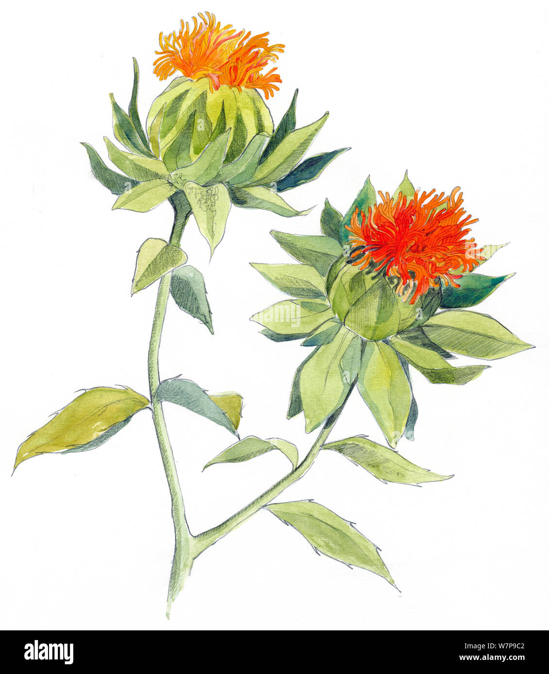 Illustrazione di cartamo (Carthamus tinctorius. Matita e acquarello dipinto. Foto Stock