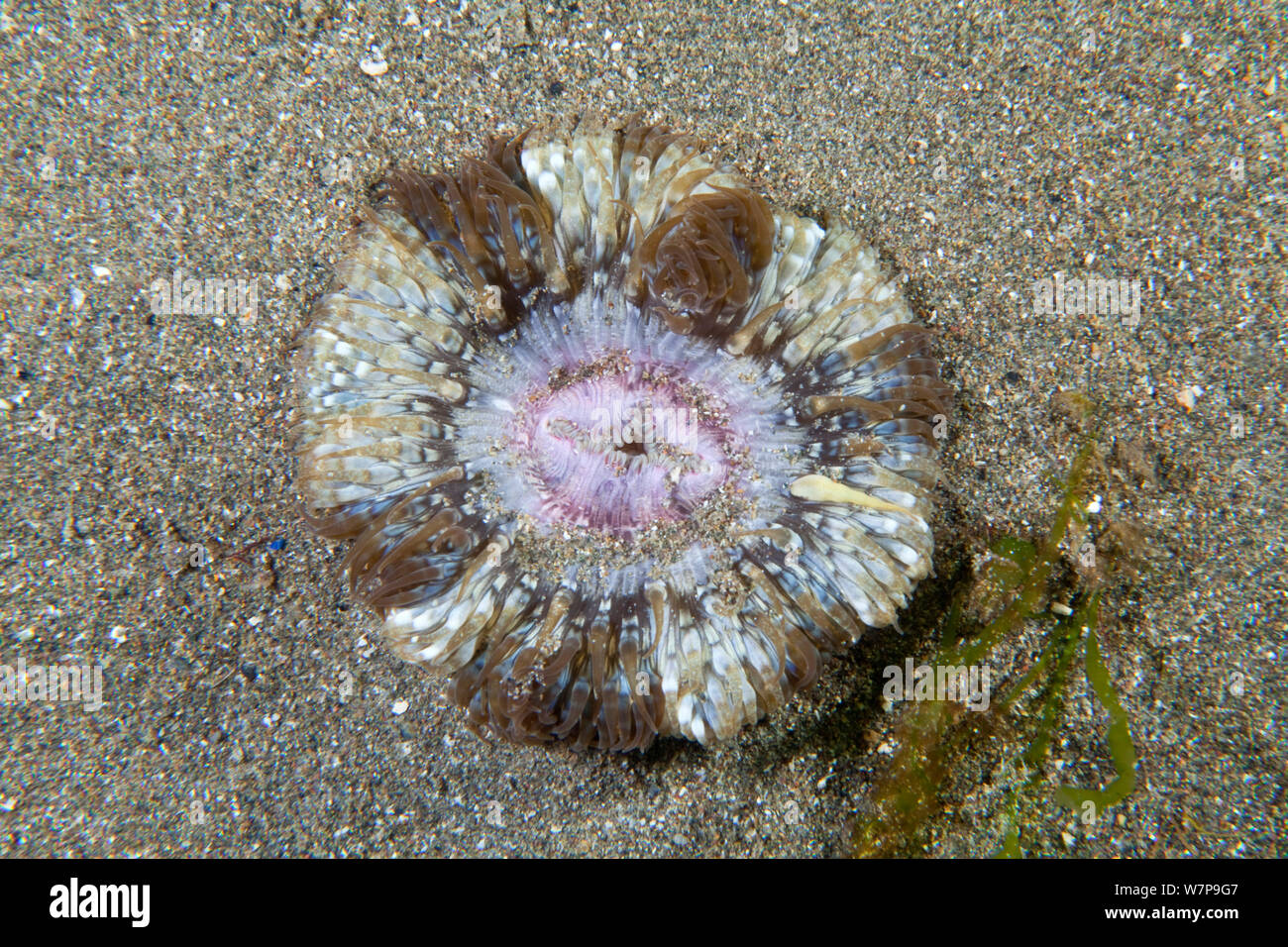 Anemoni a margherita (Cereus pedunculatus). Maseline Harbour, Sark, Britanniche Isole del Canale, Luglio. Foto Stock