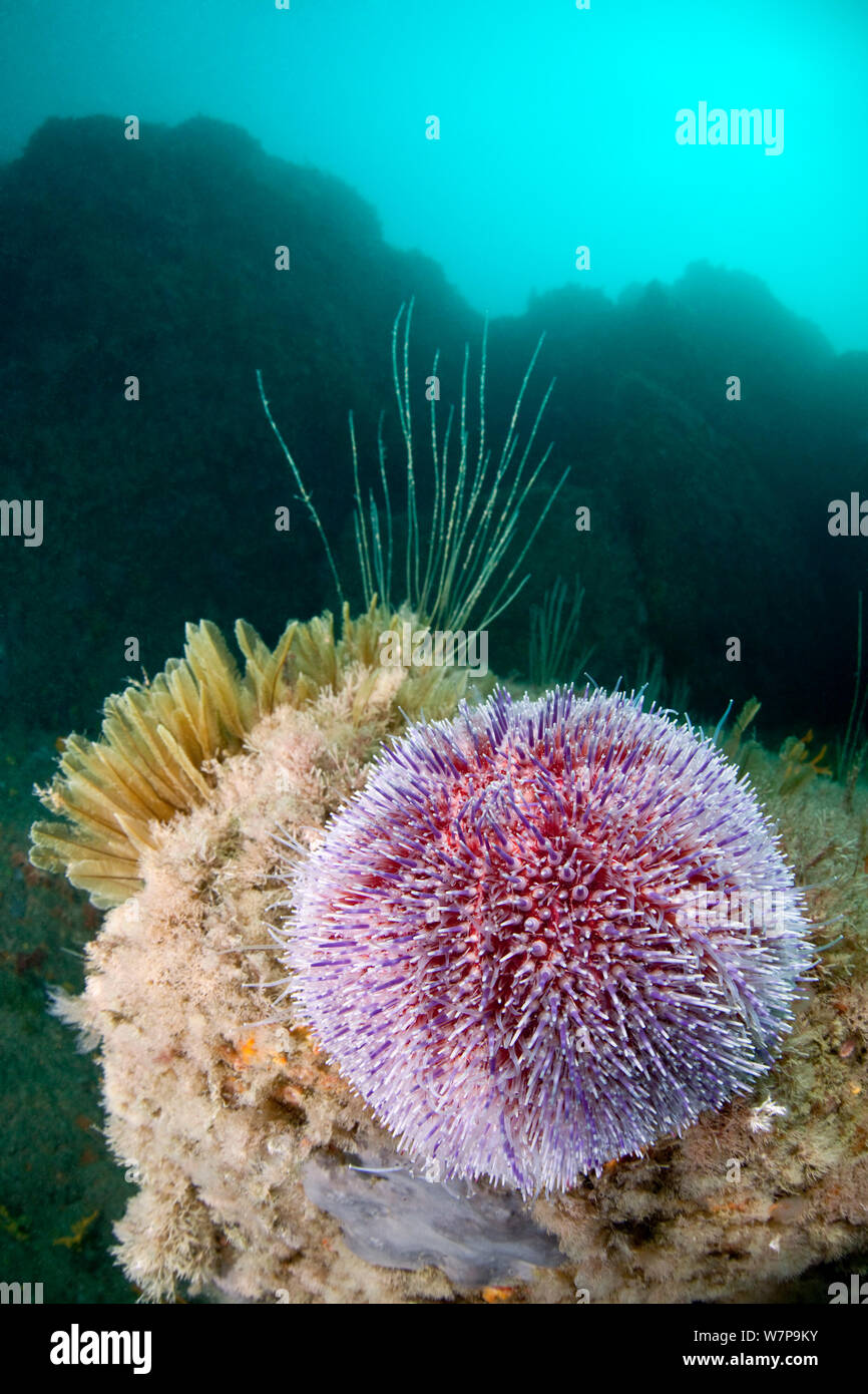 Comune di ricci di mare (Echinus esculentus). L'Etac, Sark, Britanniche Isole del Canale, Agosto. Foto Stock