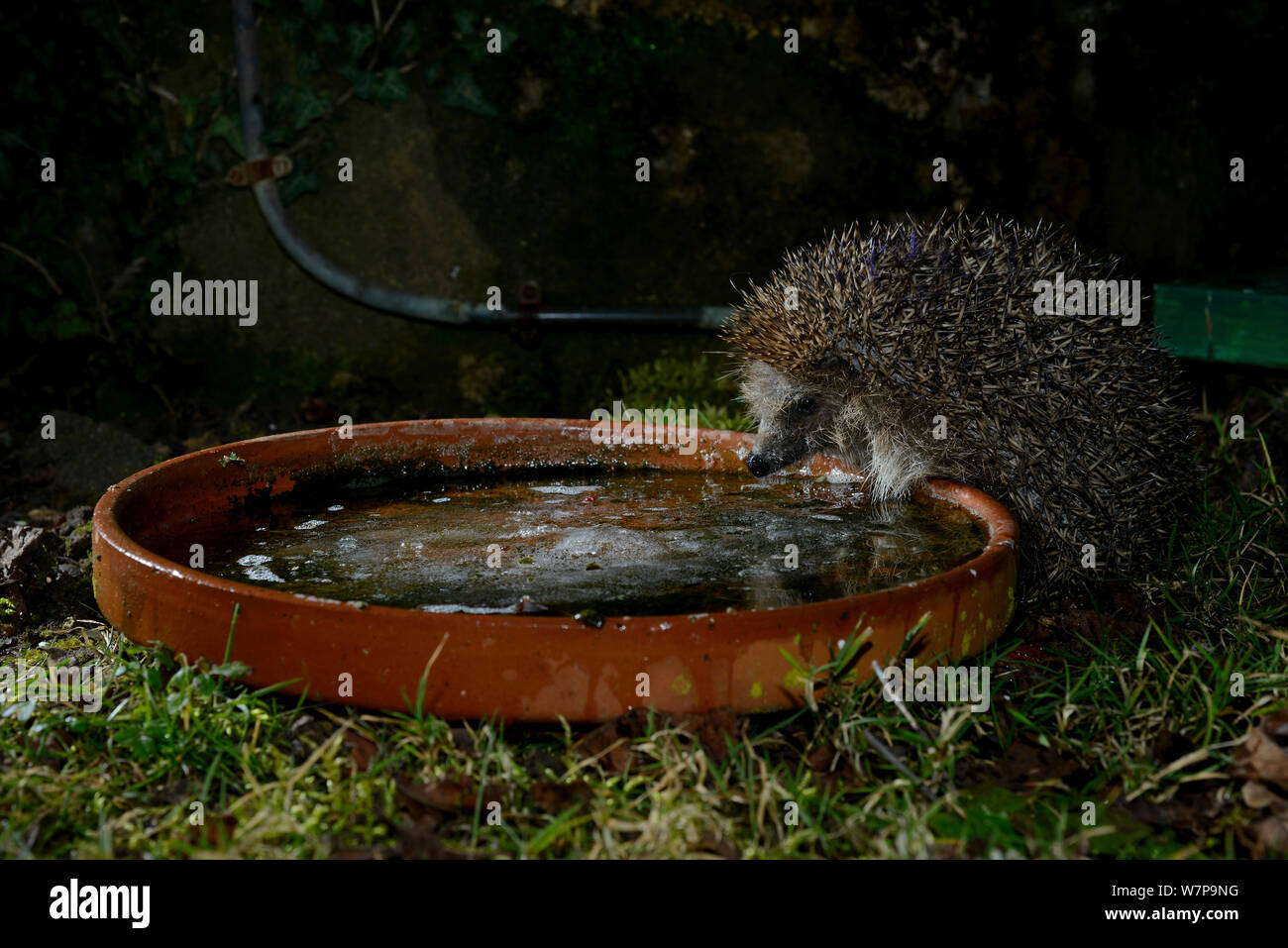 Unione riccio (Erinaceus europaeus) bere da piatto in giardino, Francia centrale, Febbraio Foto Stock