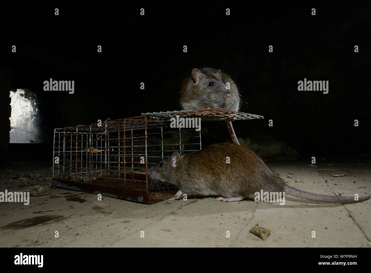 Ratti marrone (Rattus norvegicus) investigando trappola Francia, febbraio captive Foto Stock