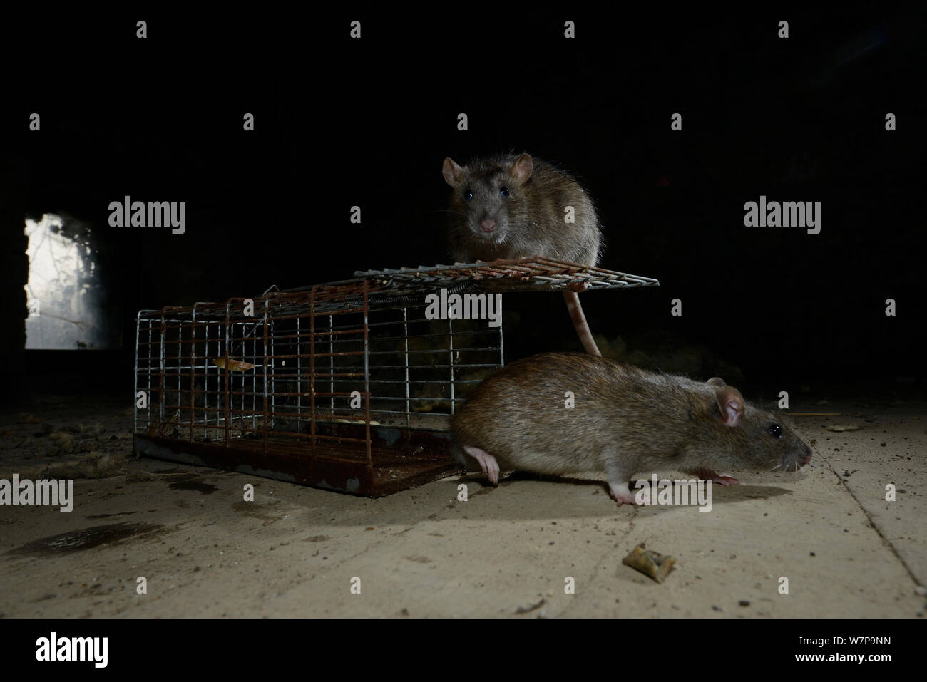 Ratti marrone (Rattus norvegicus) investigando trappola Francia, febbraio captive Foto Stock