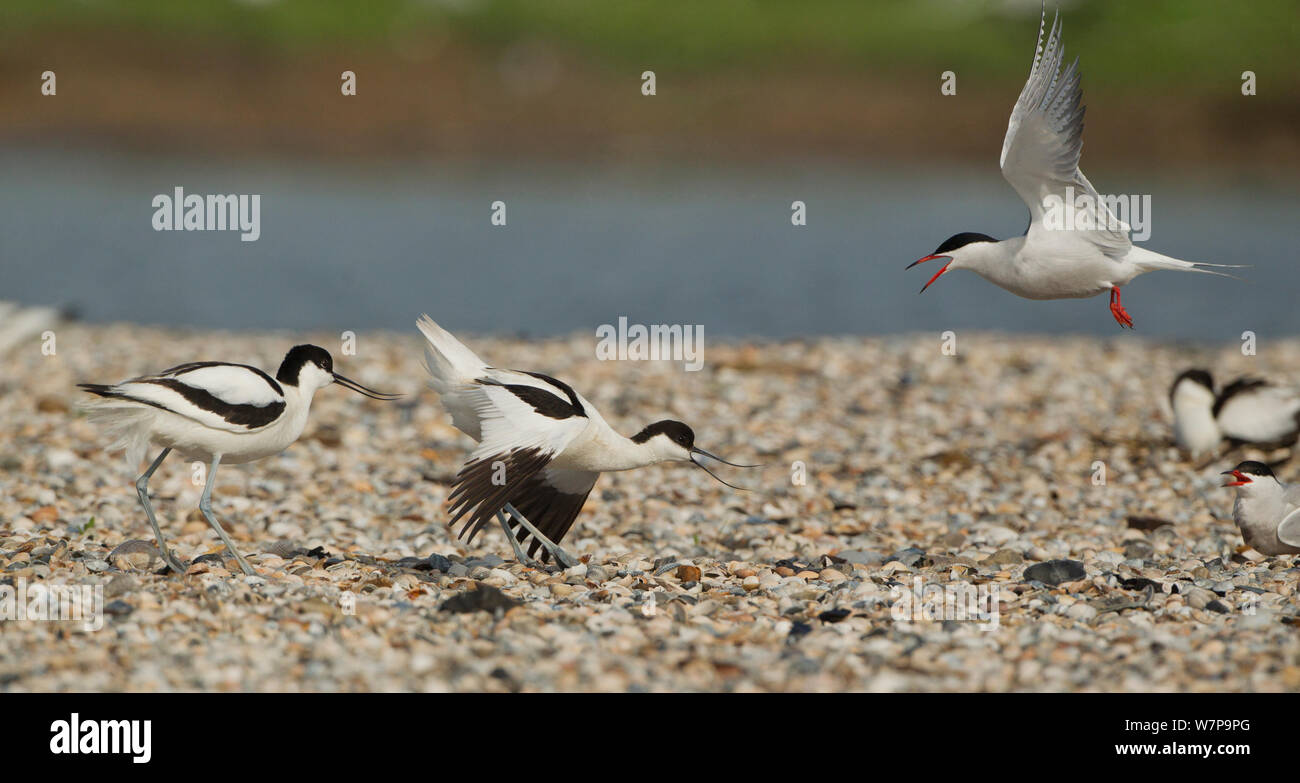 Avocette (Recurvirostra avosetta) assaliti da Common tern (Sterna hirundo) oltre la nidificazione, Texel, Holland può Foto Stock
