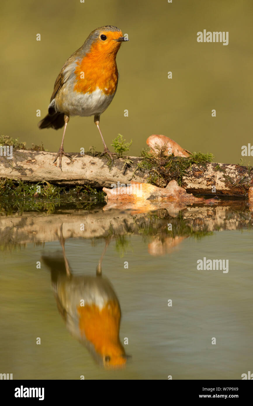 Robin (Erithacus rubecula) riflesso ritratto in stagno, Yorkshire, UK Luglio Foto Stock