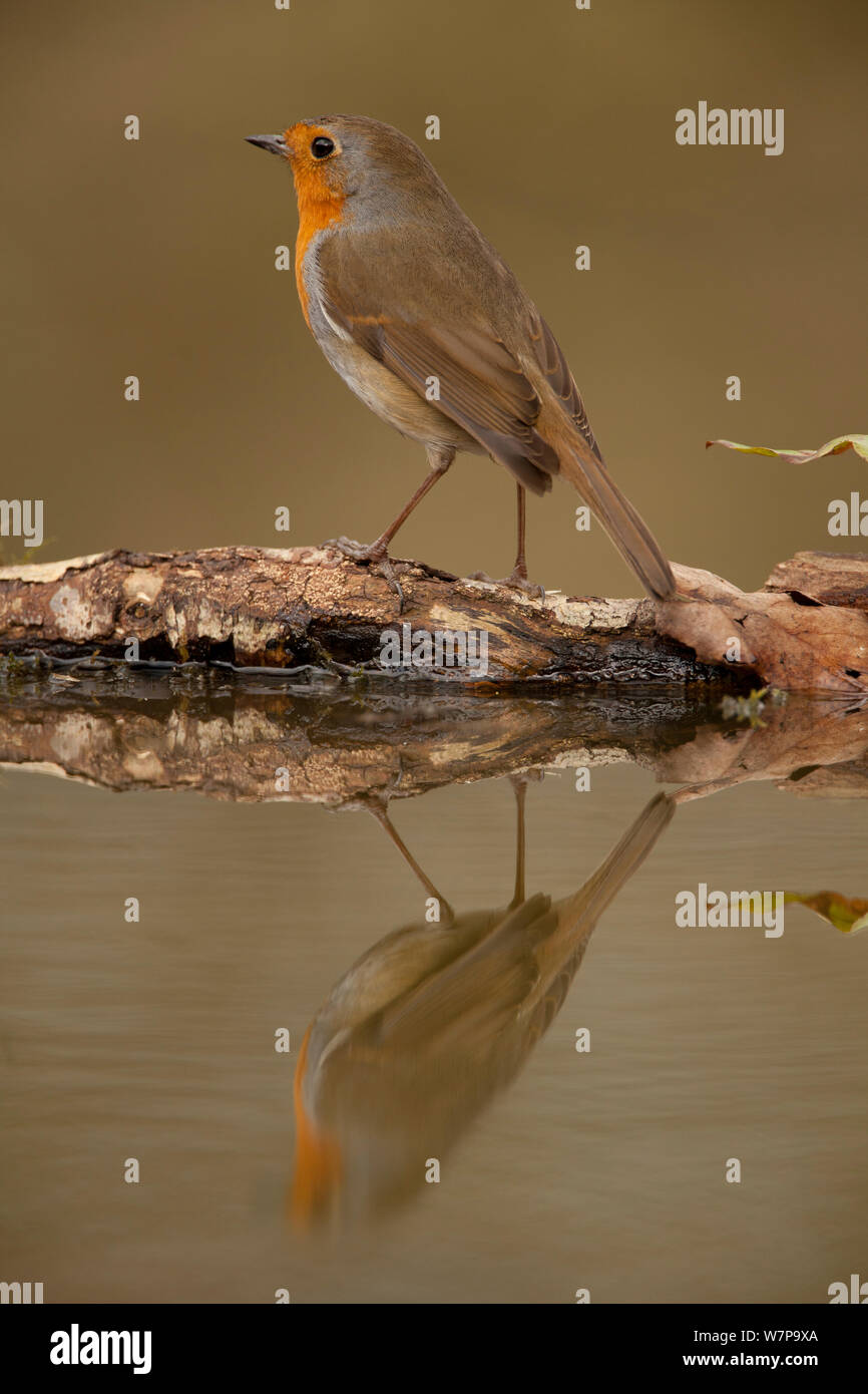 Robin (Erithacus rubecula) riflesso ritratto in stagno, Yorkshire, UK Luglio Foto Stock