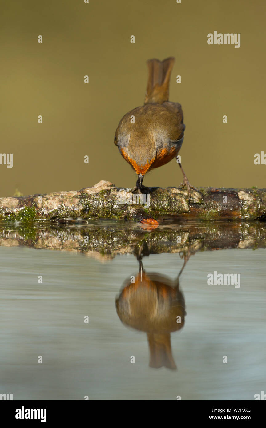 Robin (Erithacus rubecula) bere in stagno con riflessione, Yorkshire, UK Luglio Foto Stock