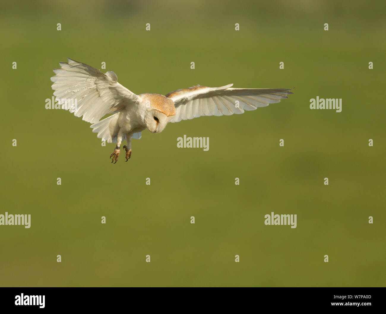 Il barbagianni (Tyto alba) in volo, il comportamento di caccia, Lincolnshire, Regno Unito potrebbero Foto Stock