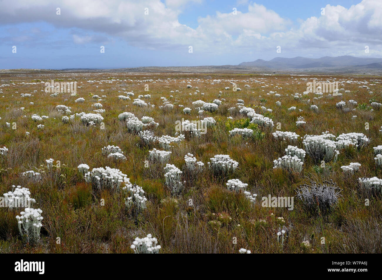 Cape (eterna Syncarpha speciosissima) in fynbos arbusteti a mosaico. Cape Point, Table Mountain National Park, Cape Town, Sud Africa, Ottobre Foto Stock