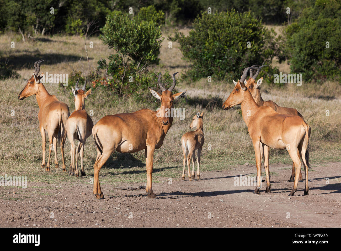 Lelwel hartebeest (Alcelaphus buselaphus lelwel) gruppo familiare, Ol Pejeta Conservancy, Laikipia, Kenya, Africa Foto Stock