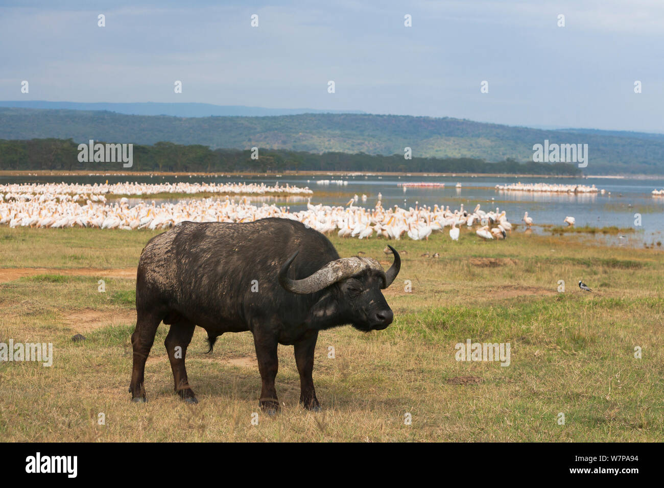 Bufali (Syncerus caffer caffer) con l'Est pellicani bianchi sul bordo del lago dietro, Lake Nakuru National Park, Kenya Foto Stock