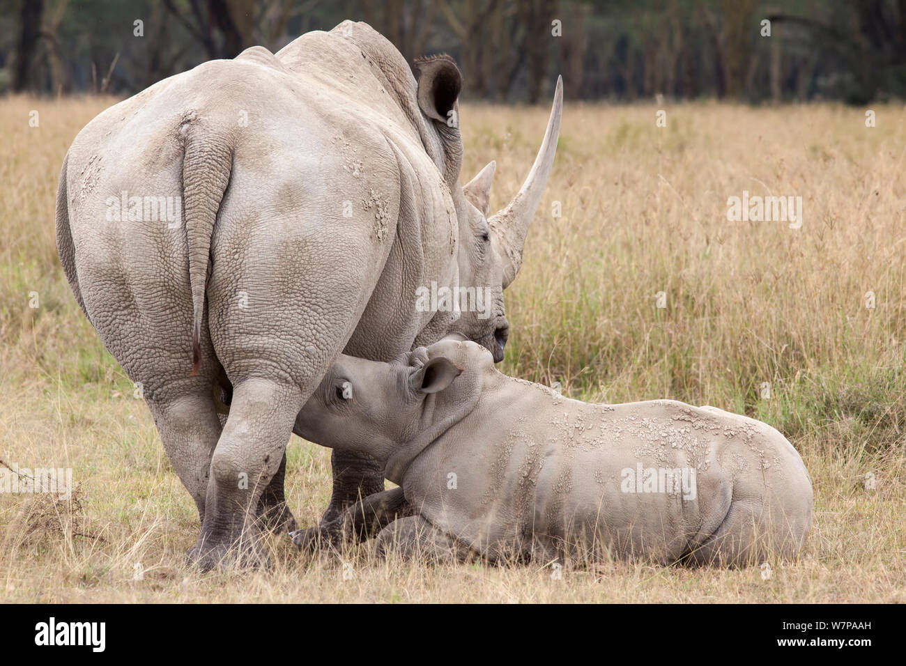 Rinoceronte bianco (Ceratotherium simum) vitello lattante dalla madre, Lake Nakuru National Park, Kenya Foto Stock