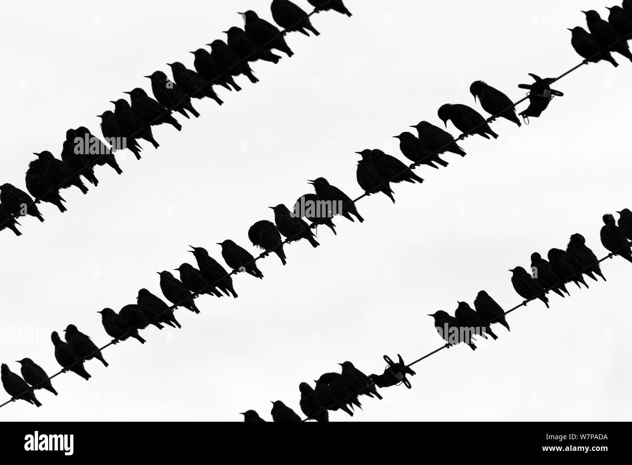 Per gli storni comune (Sturnus vulgaris) gregge sui fili del telegrafo, Islay, Scotland, Regno Unito Foto Stock