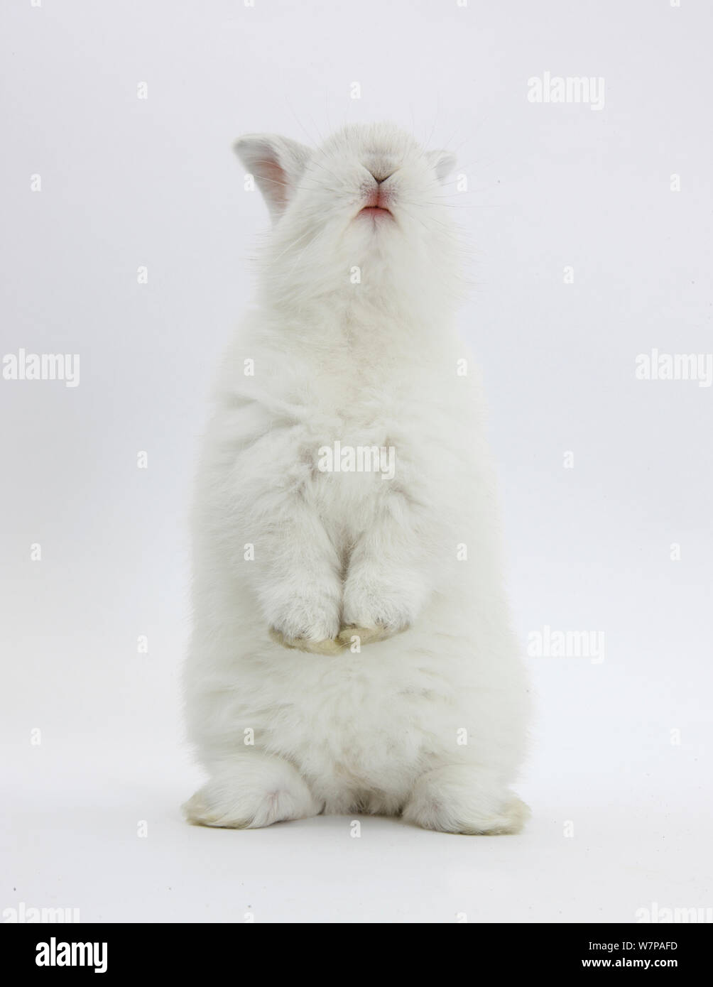 Bianco giovane coniglio domestico in piedi sulle zampe posteriori. Foto Stock