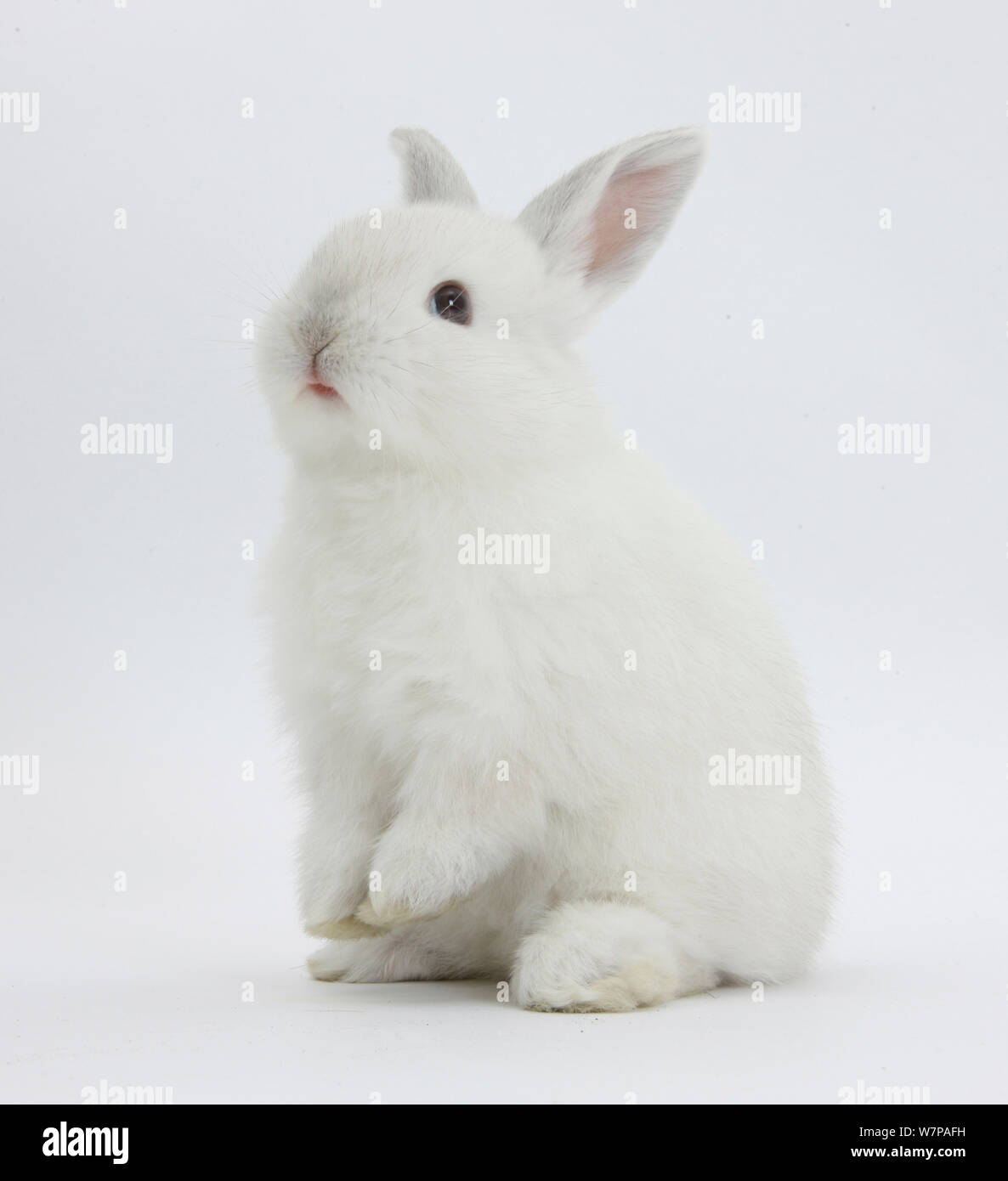 Bianco giovane coniglio domestico seduto sulle zampe posteriori. Foto Stock