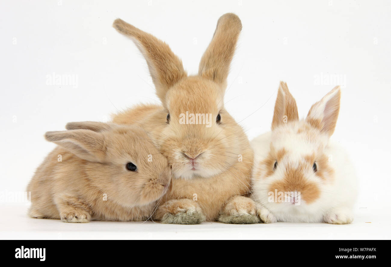 Coniglio di sabbia e due neonati Foto Stock