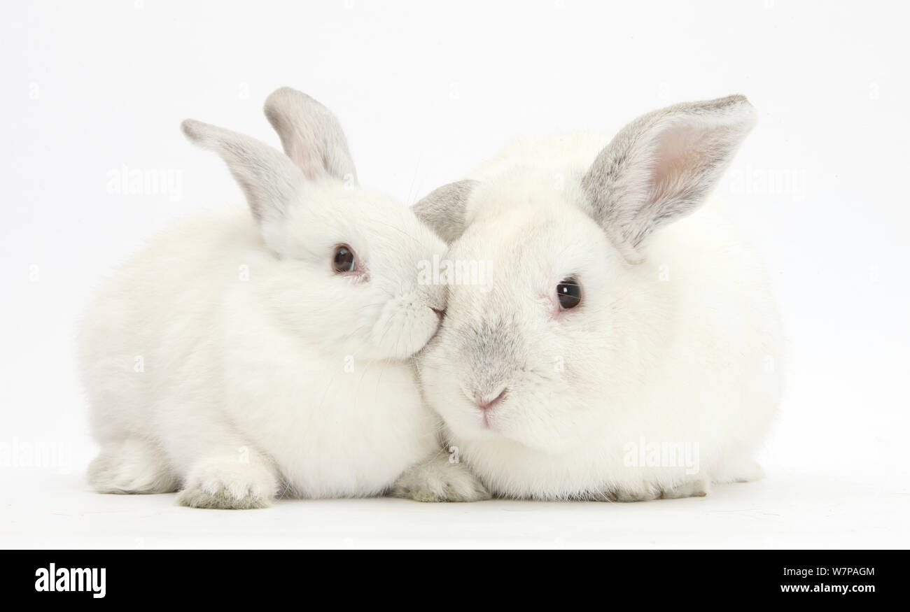 Anziani coniglio bianco, nebbia, 8 anni, e il suo giovane figlio, di 9 settimane di età. Foto Stock
