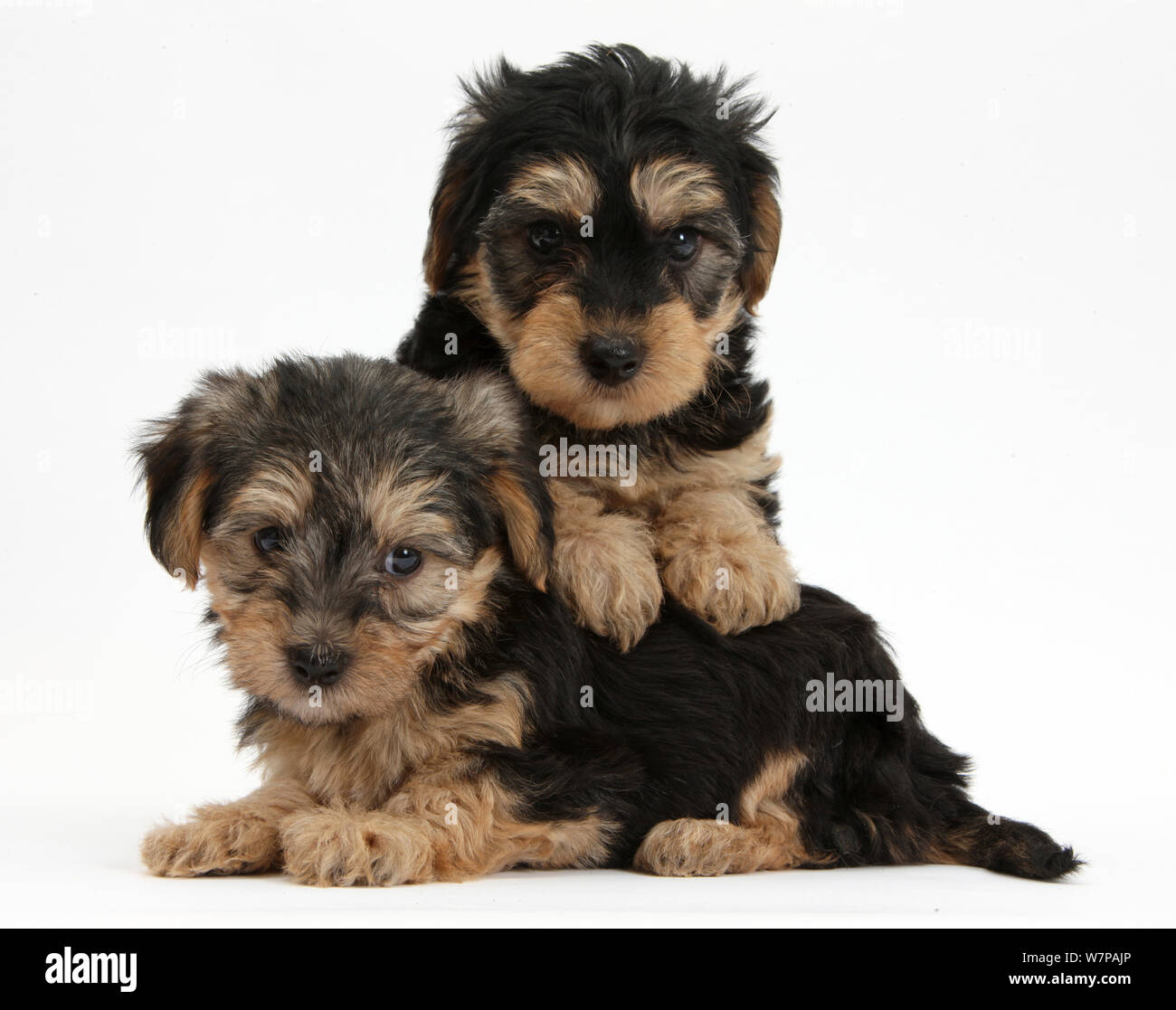 Due Cuccioli Yorkipoo, 7 settimane di età. Foto Stock