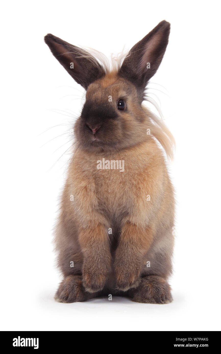 Lionhead-cross permanente di coniglio. Foto Stock