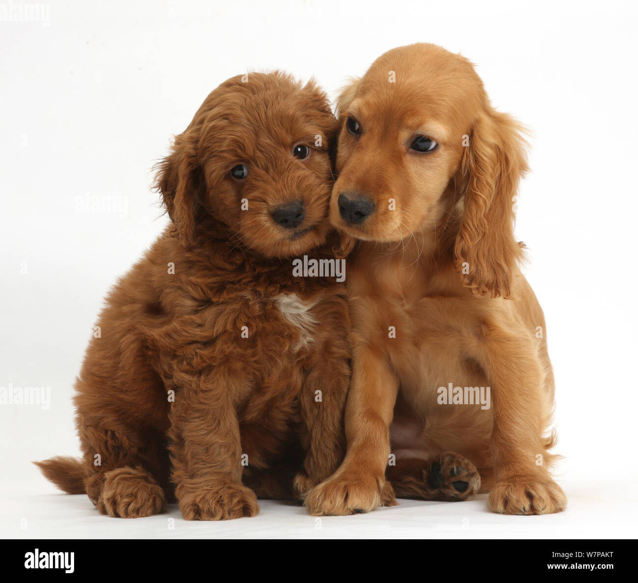 Cucciolo di amore - Golden Cocker Spaniel cucciolo, Maizy, snuggling fino a un rosso F1b Goldendoodle cucciolo. Foto Stock