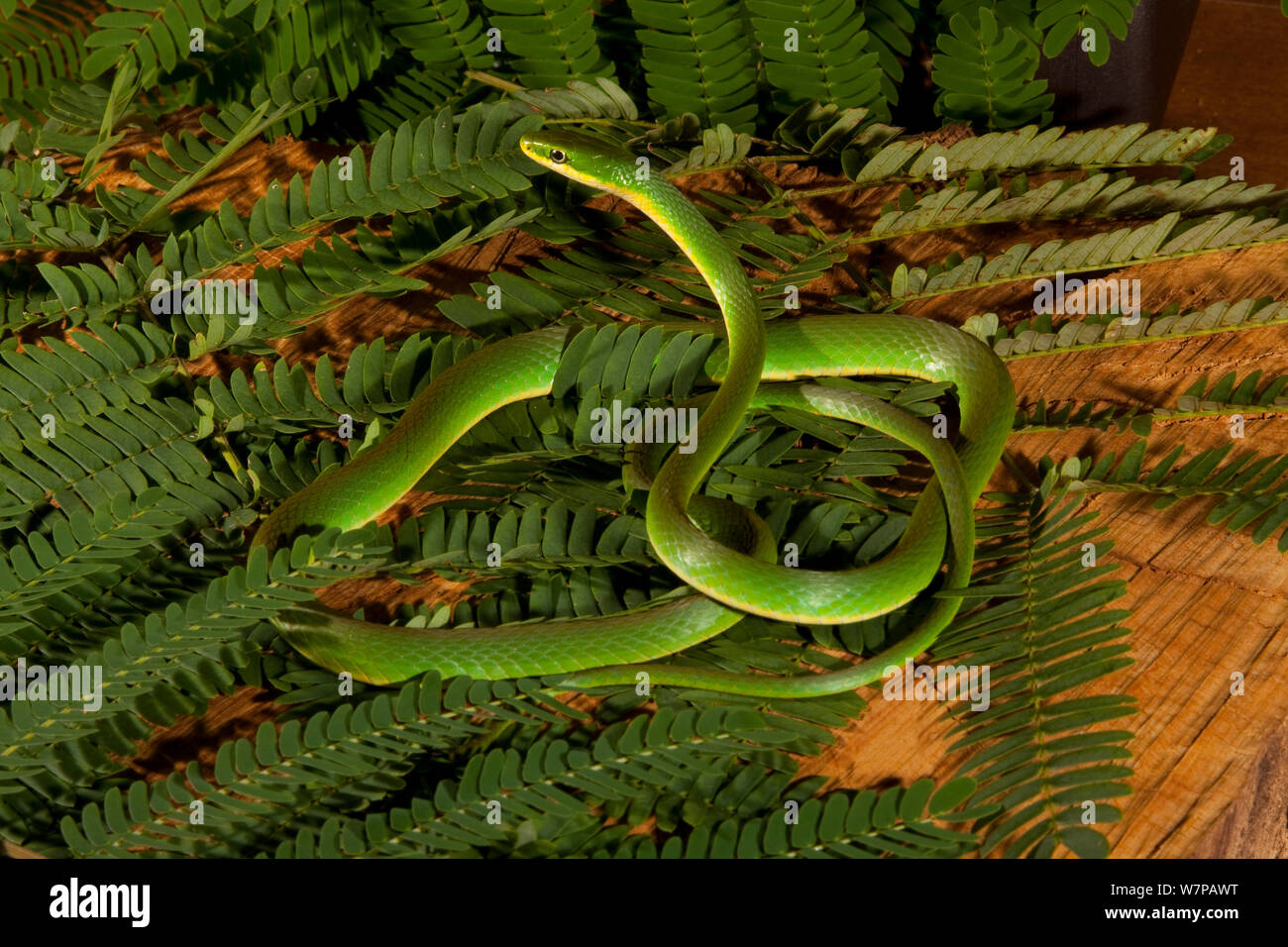 Ruvido Green Snake (Opheodrys aestivus) in foglie, West Florida, Stati Uniti d'America Foto Stock