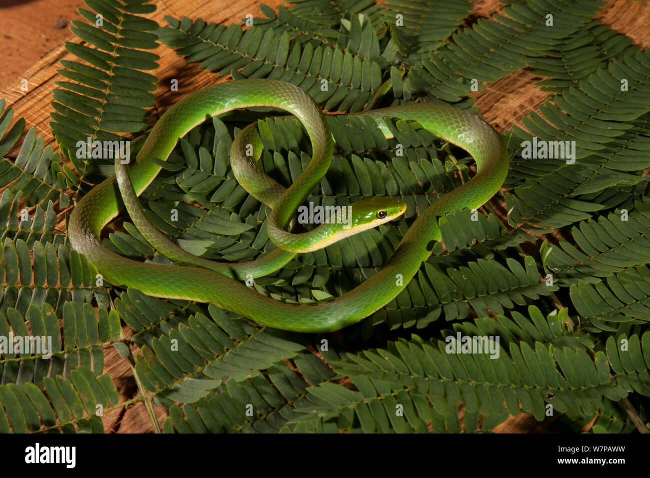 Ruvido Green snake (Opheodrys aestivus) in foglie, West Florida, Stati Uniti d'America Foto Stock