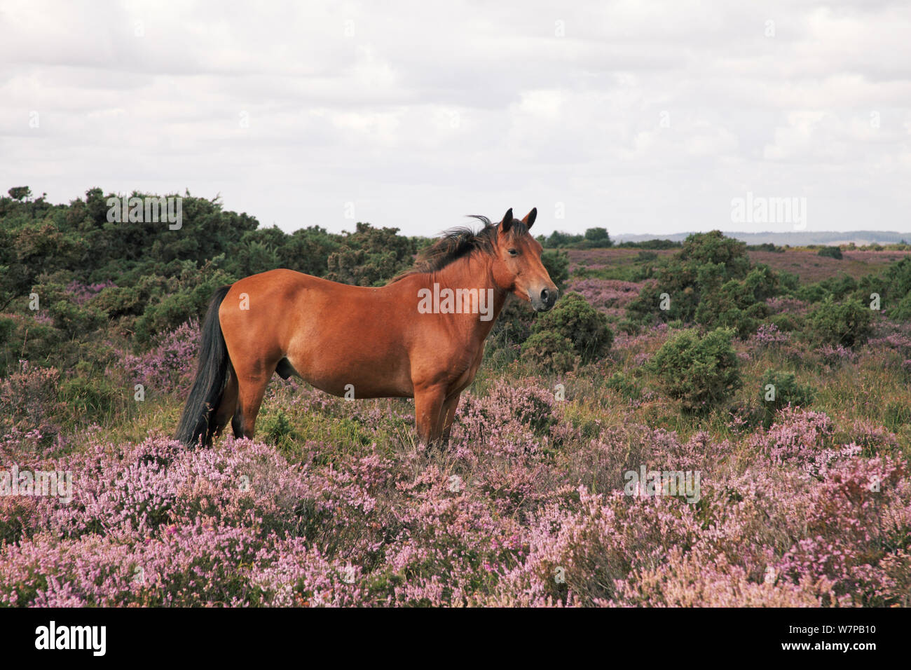 Maschi New Forest Pony cercando di avviso e di ascolto con le orecchie pungere in piedi tra le fioriture di Erica comune o Ling (Calluna vulgaris) su Hampton Ridge, New Forest National Park, Hampshire Inghilterra, Regno Unito, Agosto Foto Stock