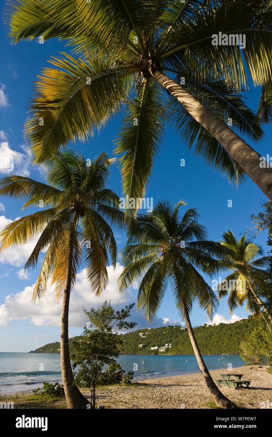 Magens Bay beach e palme, san Tommaso, Isole Vergini americane, Isole Sottovento, Piccole Antille, Caraibi, West Indies 2008 Foto Stock