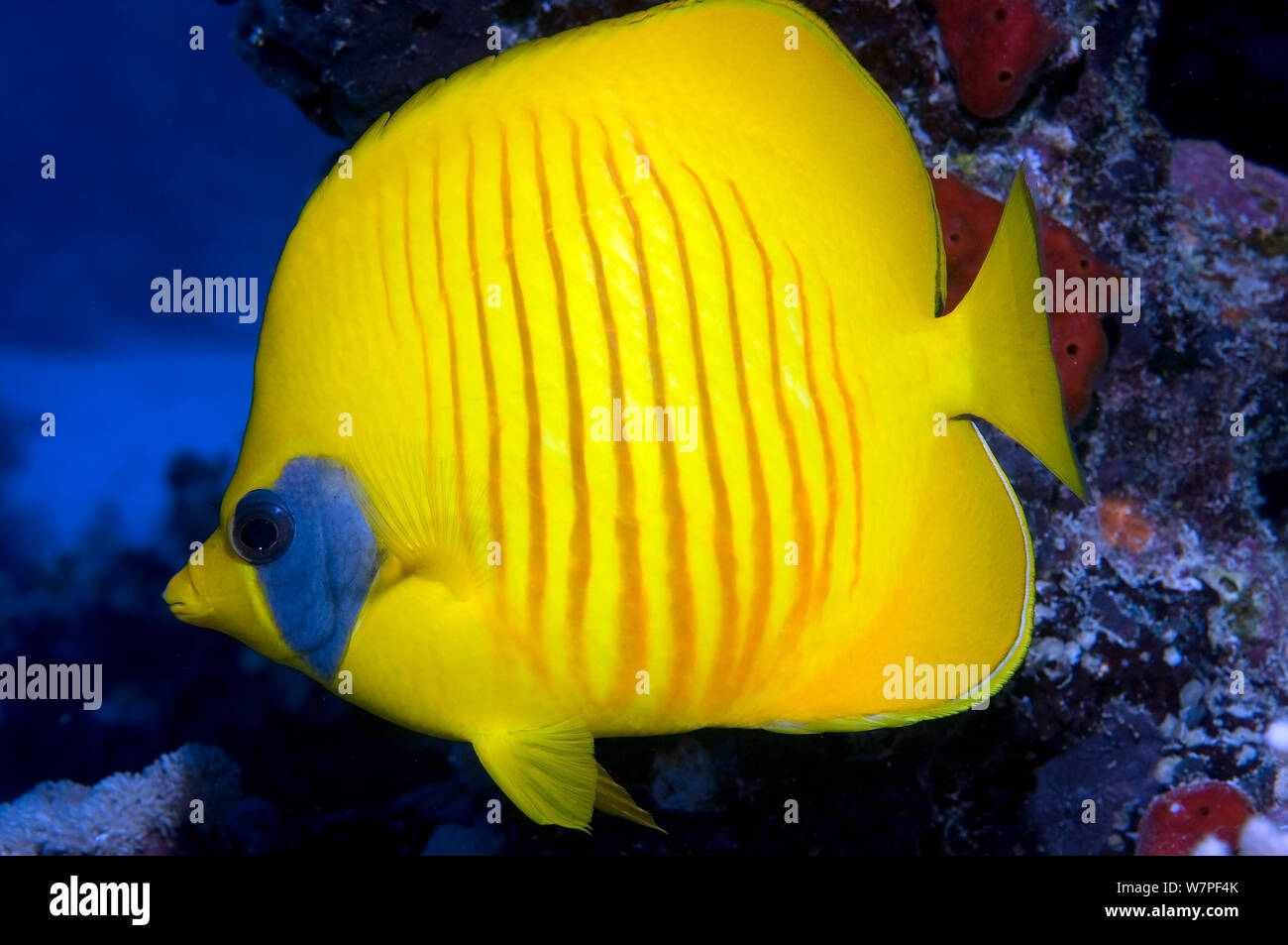 Butterflyfish mascherato (Chaetodon semilarvatus) Mare Rosso. Foto Stock