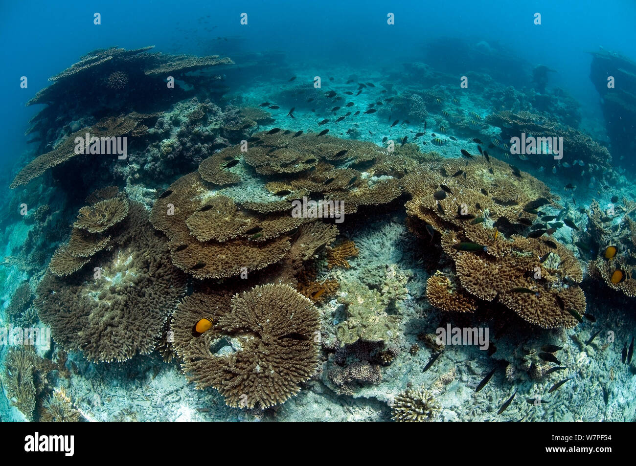Tabella dei coralli Acropora (sp) Karan Isola, Arabia Saudita, Golfo Arabico. Foto Stock