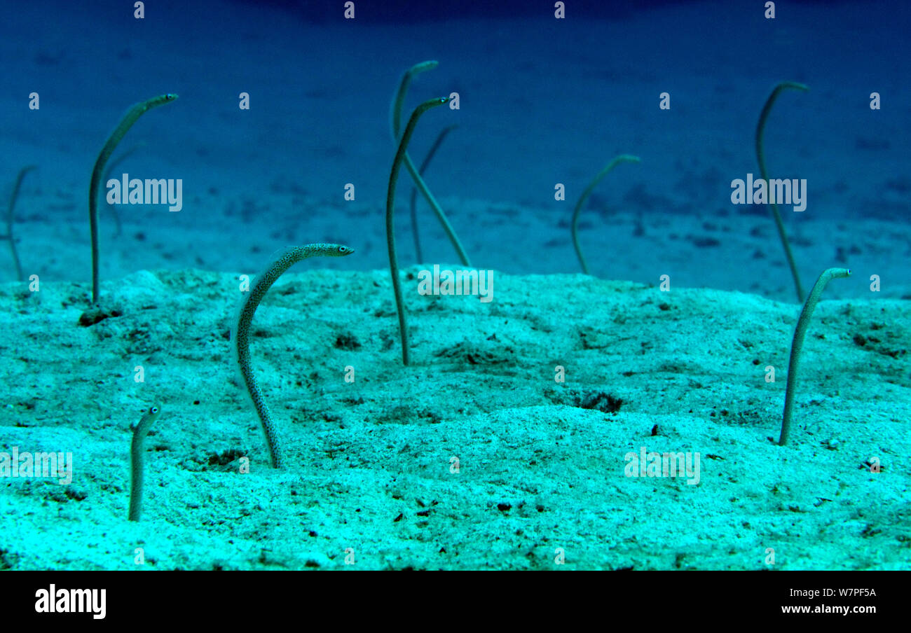 Red Sea Garden anguille (Gorgasia sillneri) Mare Rosso. Foto Stock