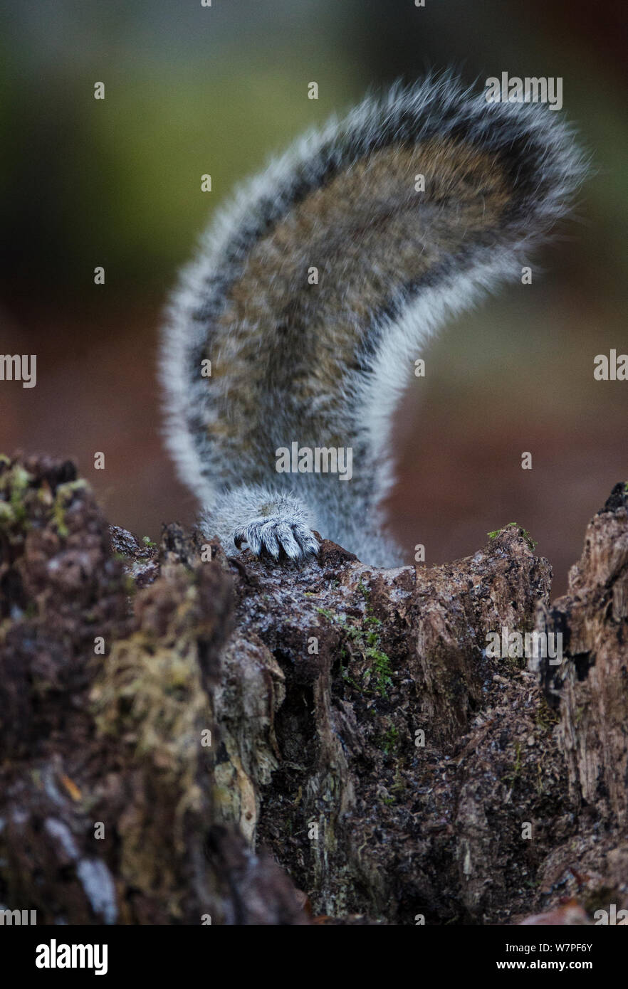 Scoiattolo grigio (Sciurus caronlinensis) con solo le luci di coda e di un piede in vista, in fuga. Lee Burn, Longframlington, Northumberland, Regno Unito, dicembre. Foto Stock