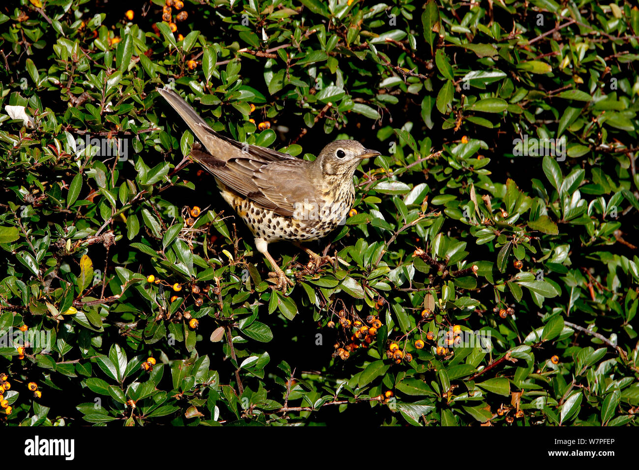 Tordo Mistle (Turdus viscivorus) arroccato in Pyracantha bush su Industrial Estate, Deeside, il Galles del Nord, Regno Unito, novembre Foto Stock