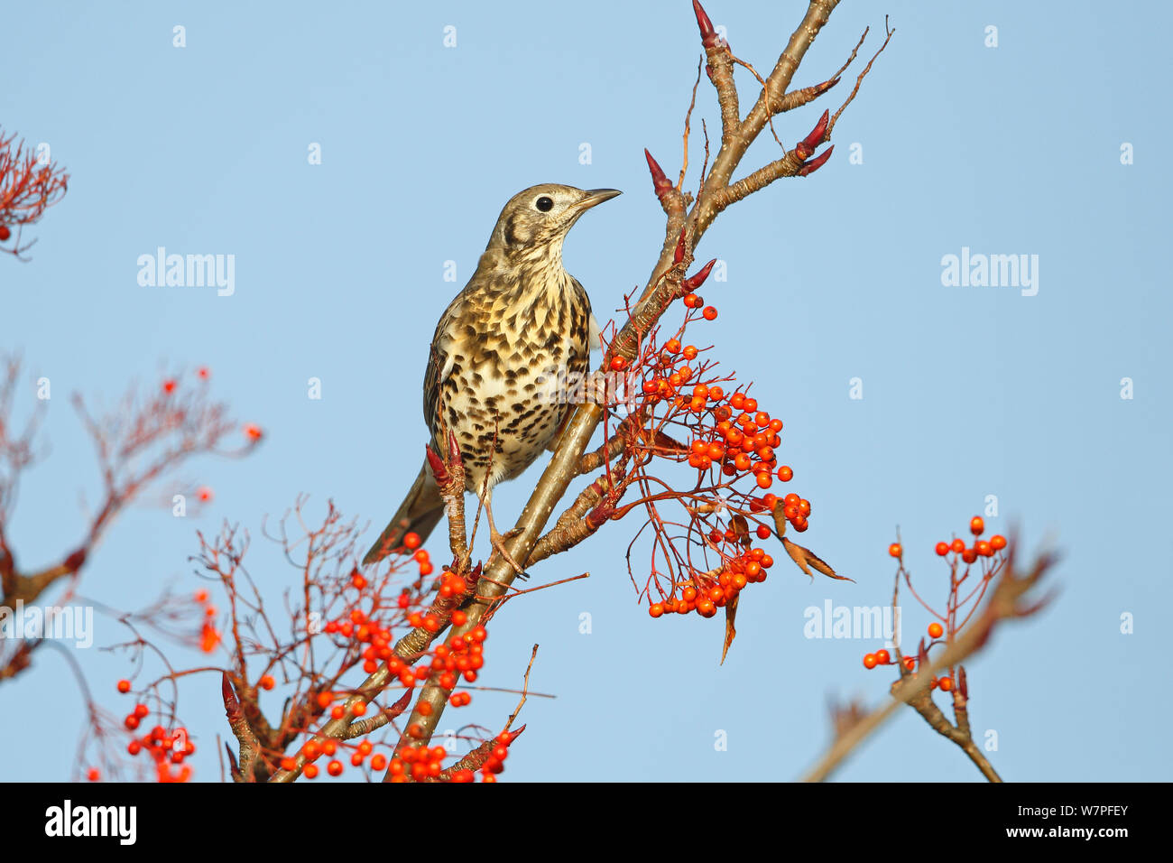 Tordo Mistle (Turdus viscivorus) arroccata su di Rowan Tree per nutrirsi di bacche di Industrial Estate, Deeside, il Galles del Nord, Regno Unito, novembre Foto Stock