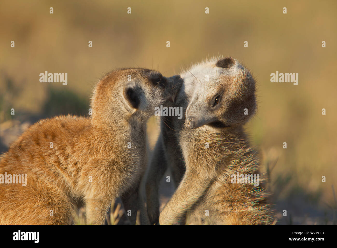 Meerkats (Suricata suricatta) o suricates, toelettatura uno un altro nel Kalahari vicino tegami di Makgadikgadi National Park, Botswana, Aprile. Foto Stock