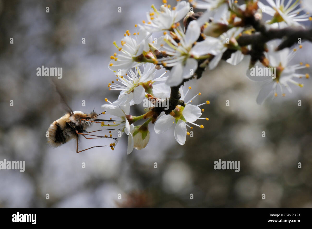 Comune di bee fly (Bombylius major) passando per l'alimentazione dal Prugnolo blossom (Prunus spinosa, Wiltshire, Regno Unito, Aprile. Foto Stock