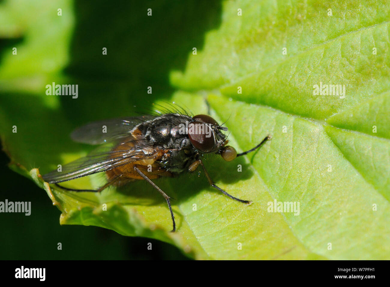 Faccia volare / Autunno house fly (Musca autumnalis) gorgogliare il suo contenuto dello stomaco per accelerare la digestione, giardino Wiltshire, Regno Unito, Aprile. Foto Stock