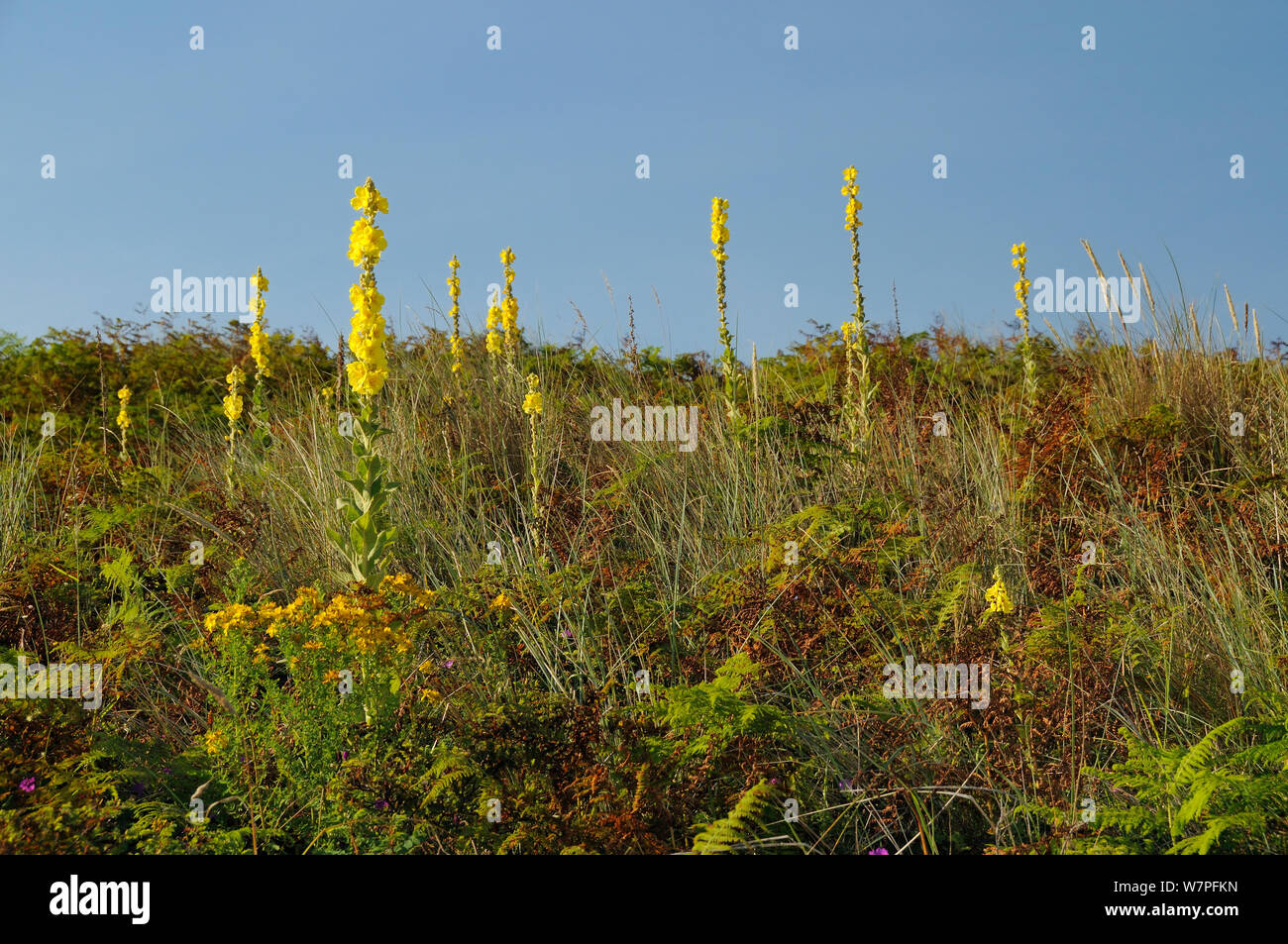 La verga di Aronne (Molène thapsus) fioritura in profusione su una stabile coastal dune di sabbia tra grases, felci e altre piante, Penisola di Gower, Wales, Regno Unito, Luglio. Foto Stock