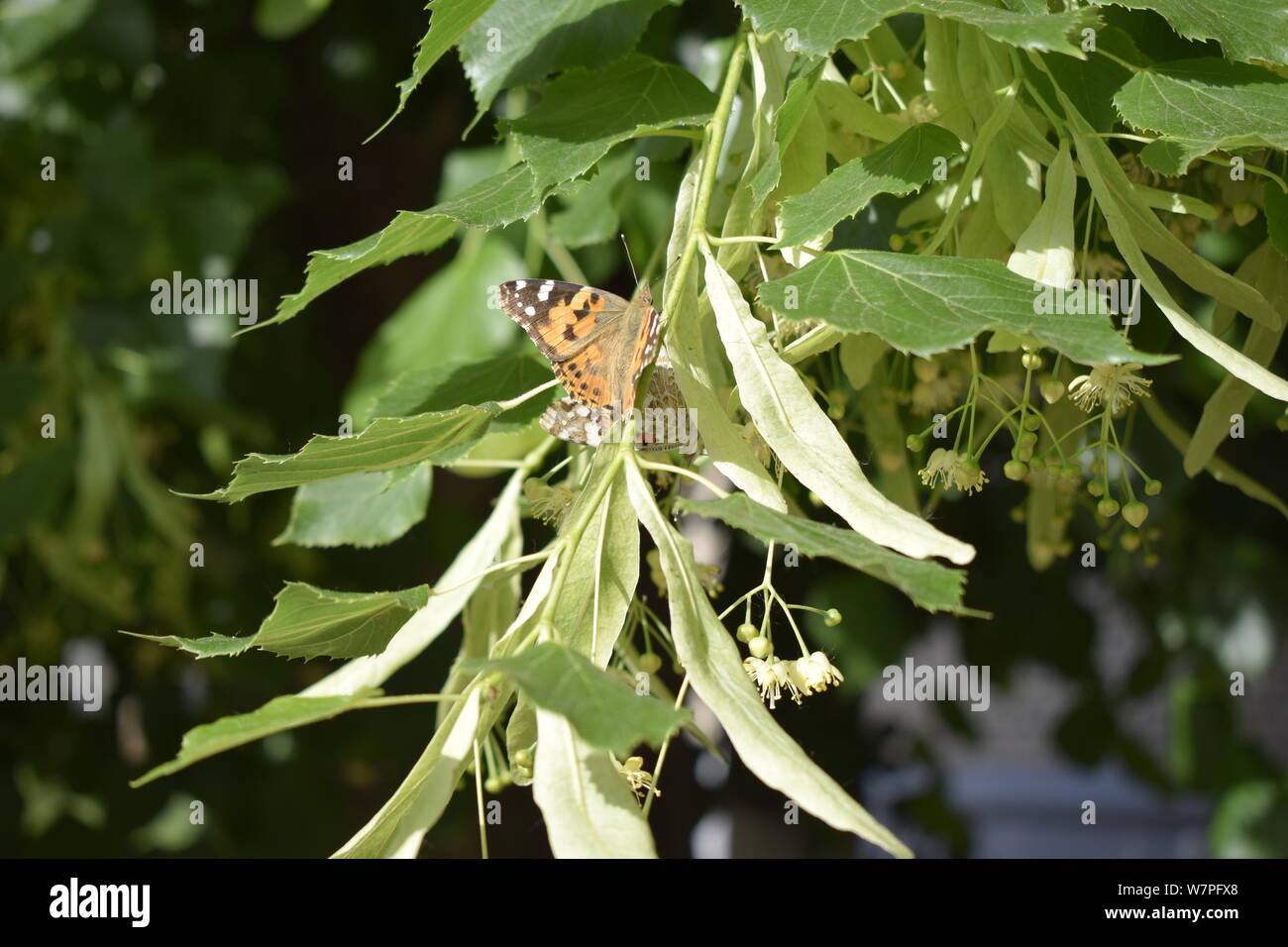 Albero di tiglio e fiori. Una farfalla per raccogliere il polline. Vanessa cardui, dipinto lady butterfly su i fiori di tiglio closeup Foto Stock