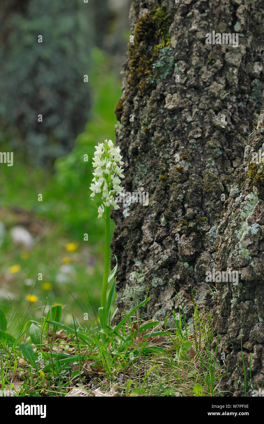 Romano (orchidea Dactylorhiza romana) nel bosco, a nord di Monte Sant'Angelo, Gargano, Italia, Aprile Foto Stock