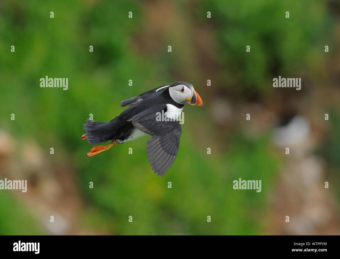 Puffin (Fratercula arctica) in volo, Isole Saltee, County Wexford, Repubblica di Irlanda, Giugno Foto Stock