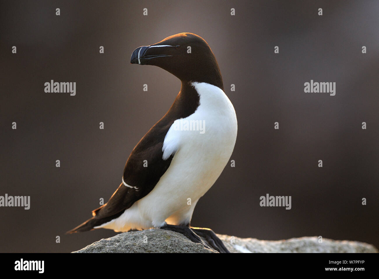 Razorbill (Alca torda) ritratto, Isole Saltee, County Wexford, Repubblica di Irlanda, Giugno Foto Stock