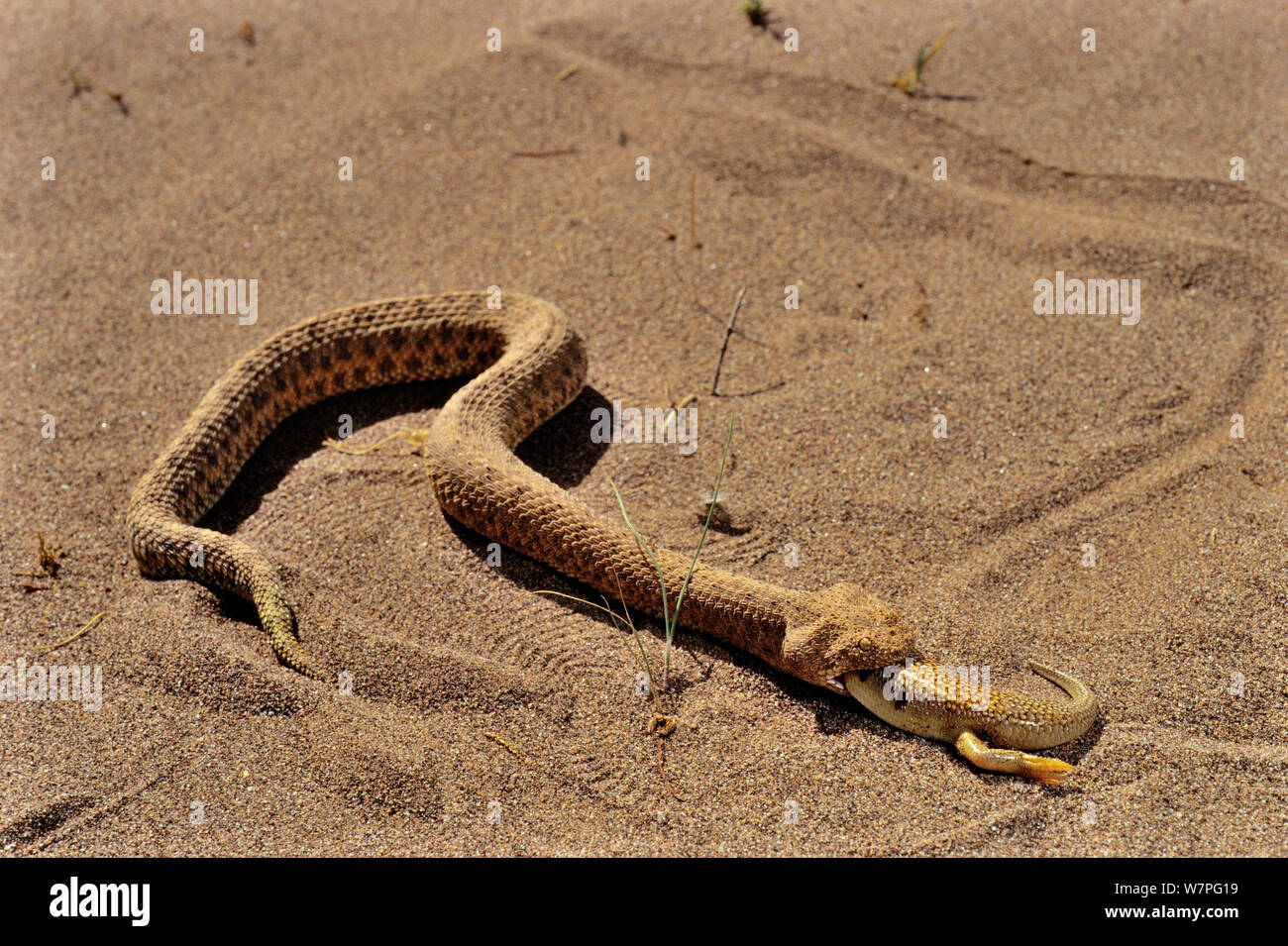 Sabbia Viper (Cerastes vipera) alimentazione su Sandfish (Scincus albifasciatus) Erg Chigaga, Marocco condizioni controllate Foto Stock