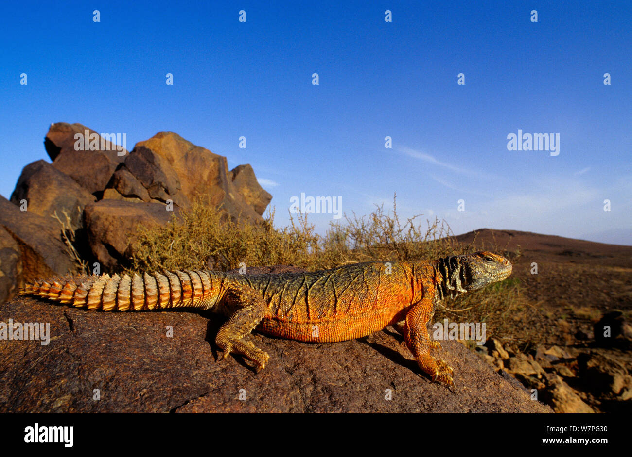 Spinosa marocchino-tailed Lizard (Uromastyx acanthinura) vicino a Ouarzazate, Marocco Foto Stock
